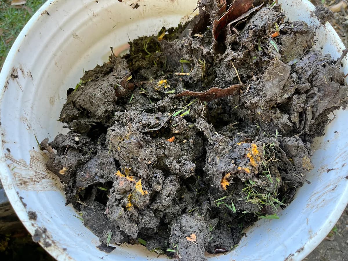 Compost photo
