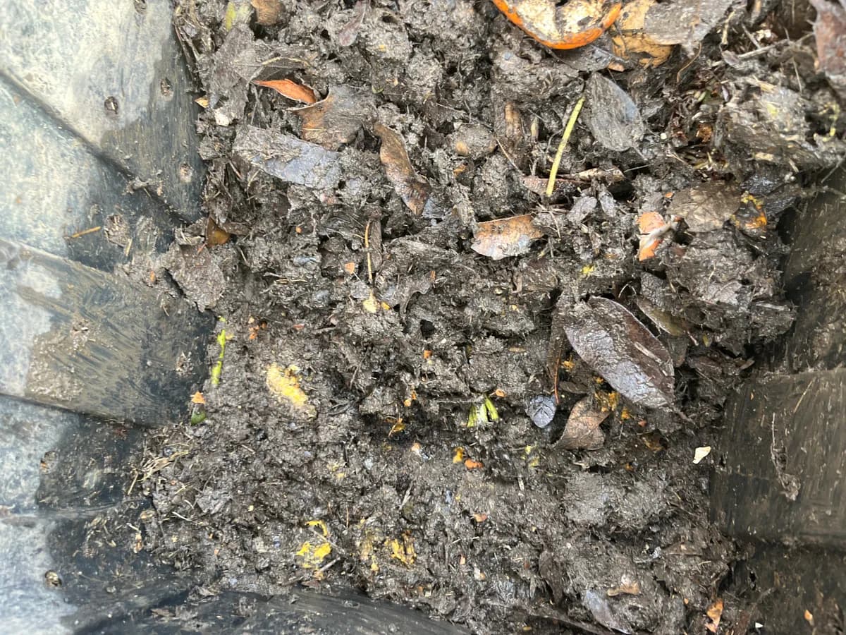 Compost photo